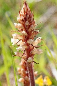 <i>Orobanche amethystea</i>
