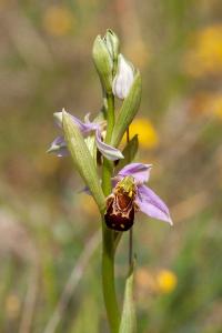 <i>Ophrys apifera</i>