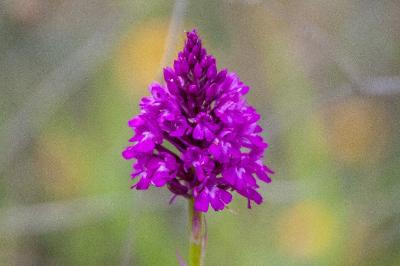 <i>Anacamptis pyramidalis</i>