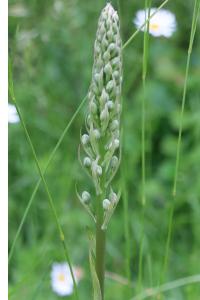 <i>Himantoglossum hircinum</i>