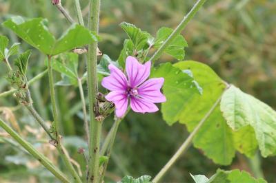 <i>Malva sylvestris</i>