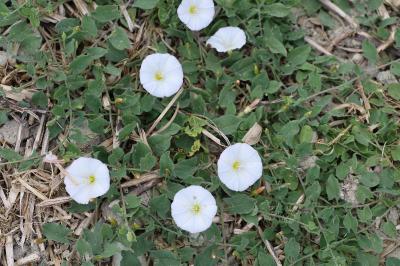 <i>Convolvulus arvensis</i>