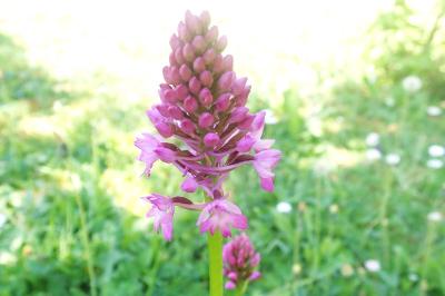 <i>Anacamptis pyramidalis</i>