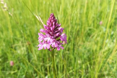 <i>Anacamptis pyramidalis</i>