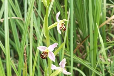 <i>Ophrys apifera</i>