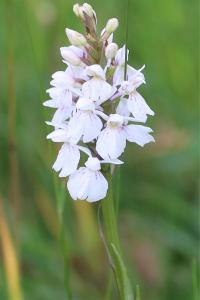 <i>Dactylorhiza maculata</i>