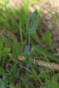 <i>Blackstonia perfoliata</i>