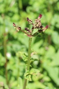 <i>Scrophularia auriculata</i>