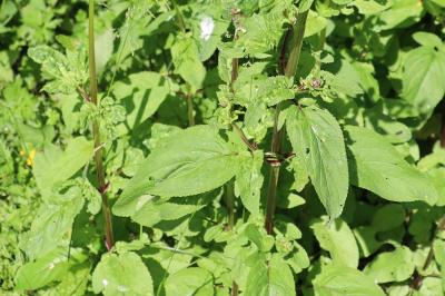 <i>Scrophularia auriculata</i>