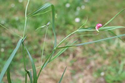 <i>Lathyrus nissolia</i>