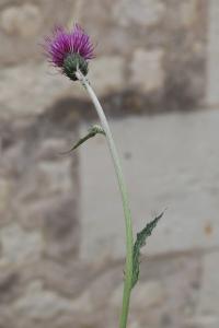 <i>Cirsium arvense</i>