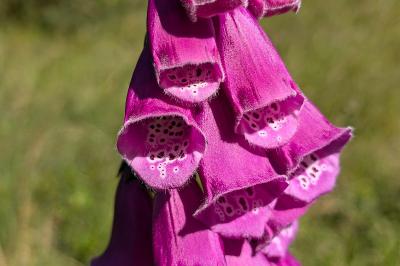 <i>Digitalis purpurea</i>