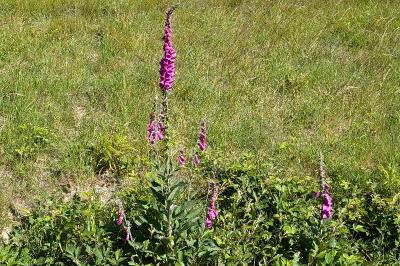 <i>Digitalis purpurea</i>