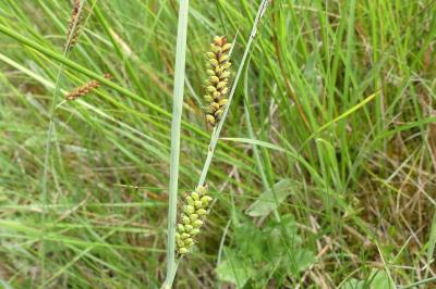 Carex panicea