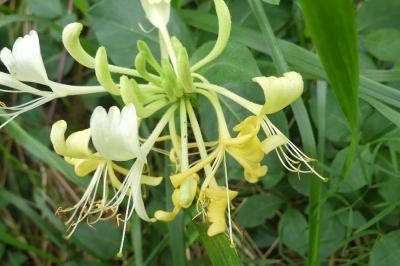 <i>Lonicera periclymenum</i>