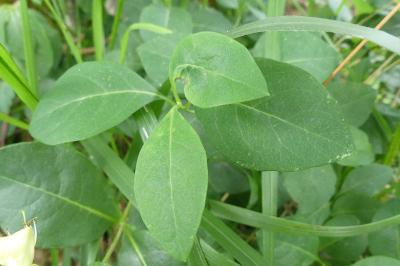 <i>Lonicera periclymenum</i>