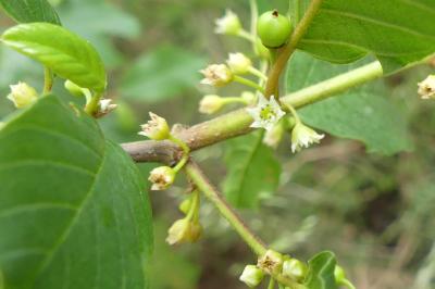 <i>Frangula alnus</i>