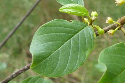 <i>Frangula alnus</i>