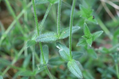 <i>Cerastium fontanum</i>