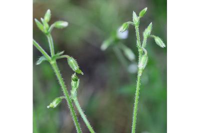 <i>Cerastium fontanum</i>