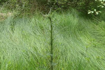 <i>Cirsium palustre</i>