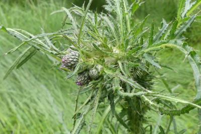 <i>Cirsium palustre</i>