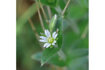 <i>Cerastium fontanum</i>