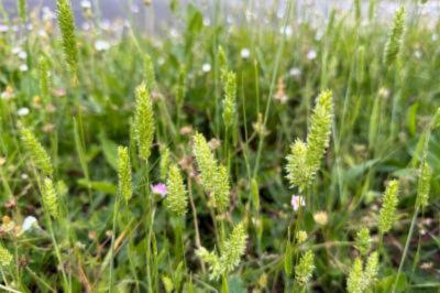 <i>Rostraria cristata</i>