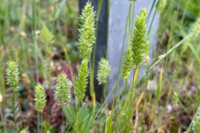 <i>Rostraria cristata</i>