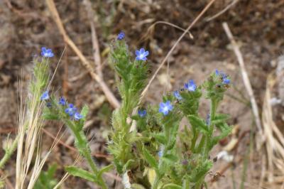 <i>Lycopsis arvensis</i>