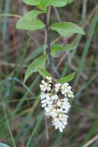 <i>Ligustrum vulgare</i>