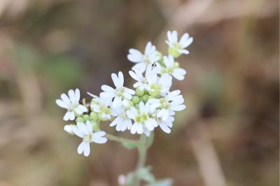 <i>Berteroa incana</i>