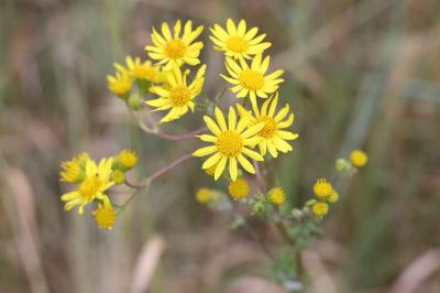 <i>Jacobaea vulgaris</i>