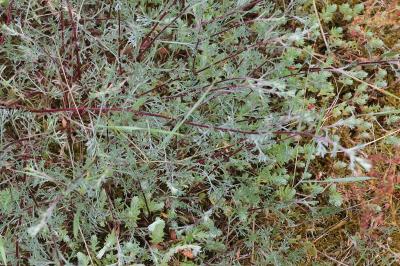 <i>Artemisia campestris</i>