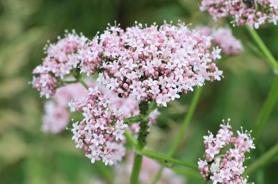 <i>Valeriana officinalis</i>