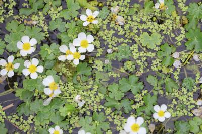 <i>Ranunculus aquatilis</i>