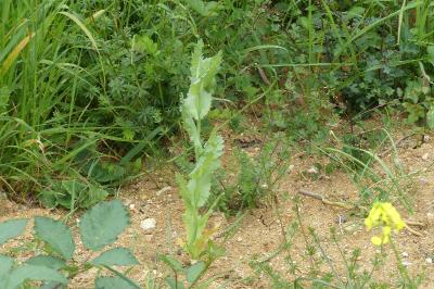 <i>Papaver somniferum</i>