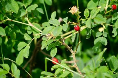 <i>Rosa canina</i>