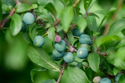<i>Prunus spinosa</i>