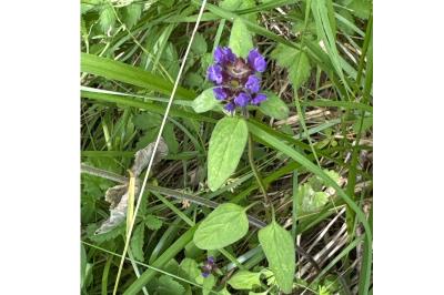 Prunella vulgaris