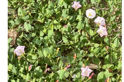 <i>Convolvulus arvensis</i>