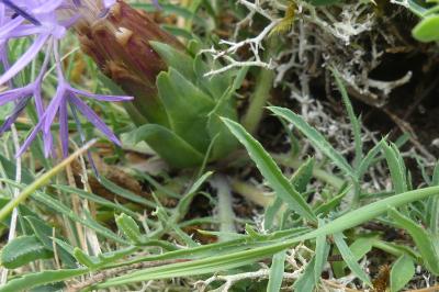 <i>Carthamus mitissimus</i>