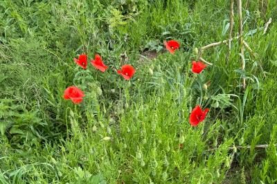 <i>Papaver rhoeas</i>