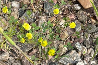 <i>Trifolium campestre</i>