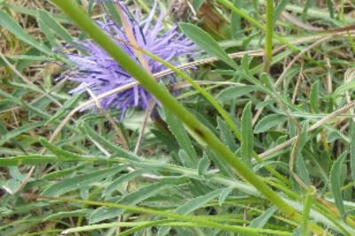<i>Carthamus mitissimus</i>
