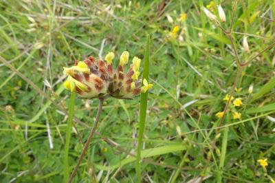 <i>Anthyllis vulneraria</i>