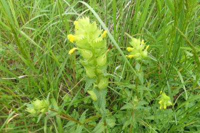 <i>Rhinanthus minor</i>