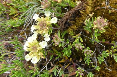 <i>Teucrium montanum</i>