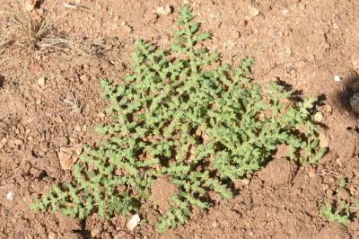 <i>Herniaria hirsuta</i>