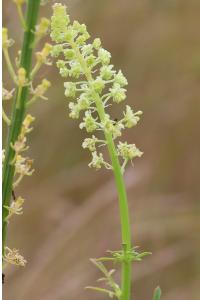 <i>Reseda lutea</i>